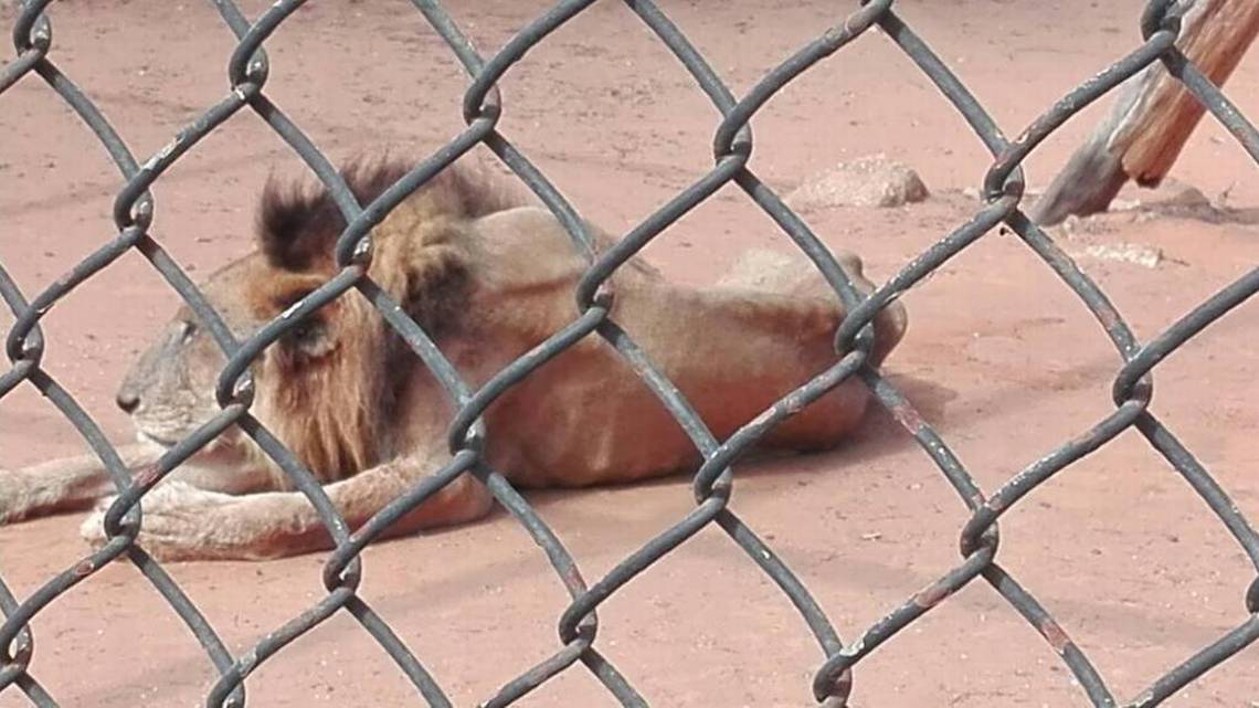 A bone-thin lion named Danko at a zoo in western Venezuela is one of the animals that activists are hoping to evacuate amid the nation’s hunger crisis