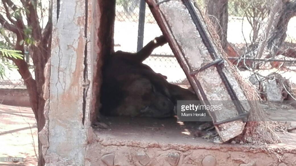 A lion languishes at a zoo in western Venezuela. The animal is one of about 100 that activists are trying to have evacuated.