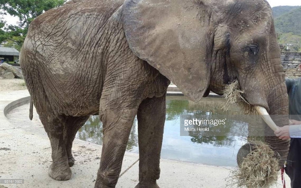 When pictures of an emaciated 46-year-old elephant named Ruperta in Venezuela’s Caricuao Zoo emerged last year, they made international headlines