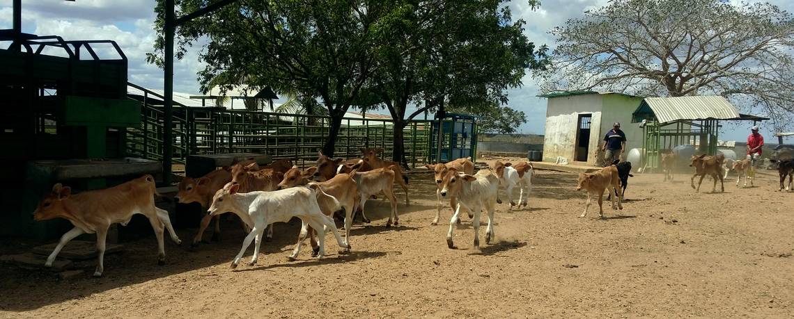 Cattle run on the Leydi Dorante farm in Guárico, a rural region of Venezuela